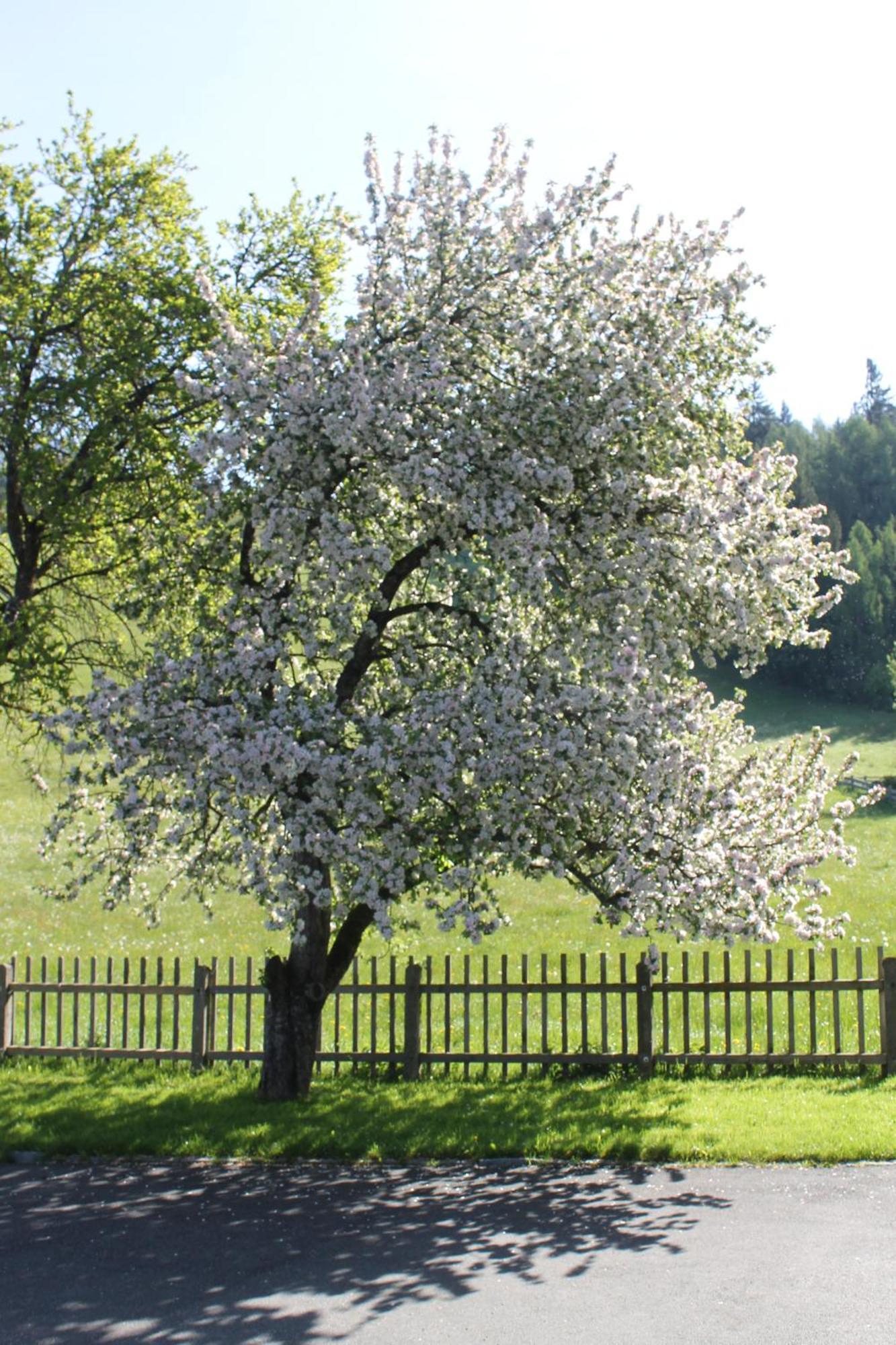 Haus Hartl Saalfelden